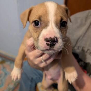 Mr Potato Head -  Mixed Breed Dog for Adoption in Wichita, Kansas - Mr Potato Head | PetCurious