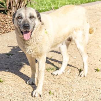 WYNNIE -  Anatolian Shepherd Dog for Adoption in St. Louis, Missouri - WYNNIE | PetCurious