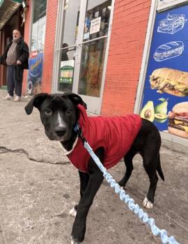 Labrador Retriever Dogs Available for Adoption - Cullen | PetCurious