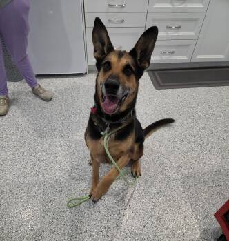 Deaco -  German Shepherd Dog Dog for Adoption in Hutchinson, Minnesota - Deaco | PetCurious