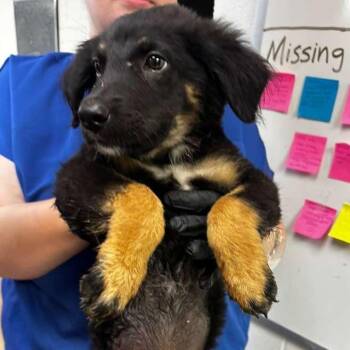 Doctor Octopus -  Mixed Breed Dog for Adoption in Gadsden, Alabama - Doctor Octopus | PetCurious