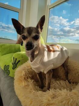 Chihuahua Dogs Available for Adoption - Jack | PetCurious
