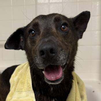 JJ -  Shepherd Dog for Adoption in San Diego, California - JJ | PetCurious