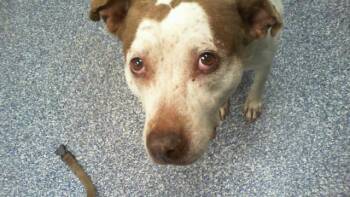 MIA -  Pit Bull Terrier and Mixed Breed Dog for Adoption in Charlotte, North Carolina - MIA | PetCurious