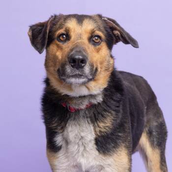 Navy -  Mixed Breed Dog for Adoption in Franklin, Tennessee - Navy | PetCurious