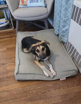 Azuri -  Labrador Retriever and Shepherd Dog for Adoption in Huntington, New York - Azuri | PetCurious