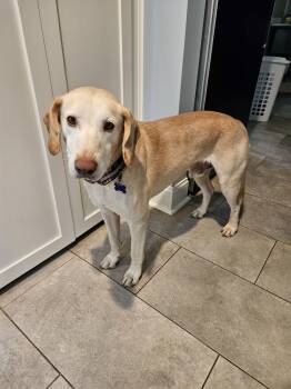 Alpine -  Labrador Retriever Dog for Adoption in Charlotte, North Carolina - Alpine | PetCurious