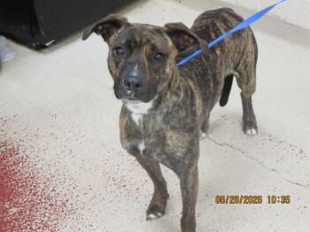 Lola(115) -  Pit Bull Terrier Dog for Adoption in Marietta, Georgia - Lola(115) | PetCurious