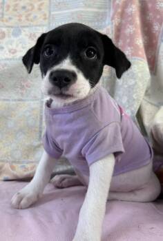 Dolli -  Terrier Dog for Adoption in Crescent City, Florida - Dolli | PetCurious