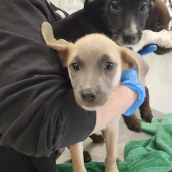 Margaery -  Labrador Retriever and Mixed Breed Dog for Adoption - Margaery | PetCurious