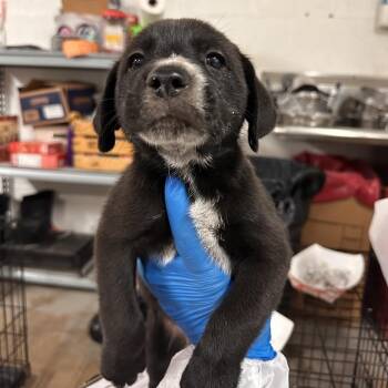 Mixed Breed Dogs Available for Adoption in Edinburg, Texas - Pete | PetCurious
