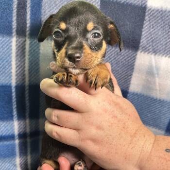 Duck -  Chihuahua Dog for Adoption in Yucaipa, California - Duck | PetCurious