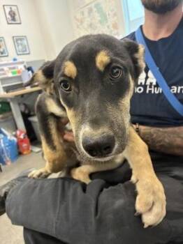 Torta -  Shepherd and Mixed Breed Dog for Adoption in Fresno, California - Torta | PetCurious