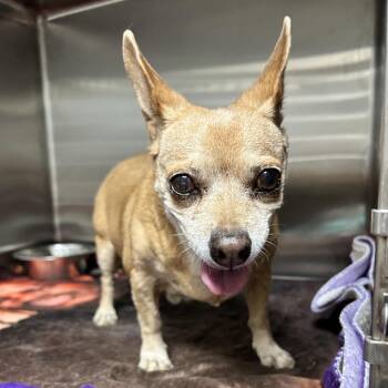 Sweetie -  Chihuahua Dog for Adoption in Las Vegas, Nevada - Sweetie | PetCurious