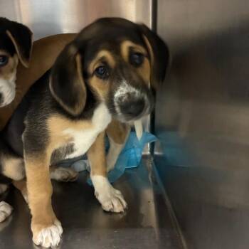 Mixed Breed Dogs Available for Adoption in Corbin, Kentucky - Jelle | PetCurious