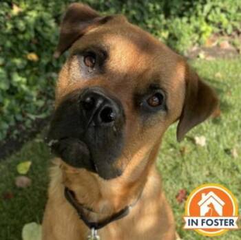 Troy -  Mixed Breed Dog for Adoption in Merriam, Kansas - Troy | PetCurious