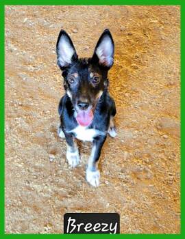 Breezy -  Australian Kelpie Dog for Adoption in Granbury, Texas - Breezy | PetCurious