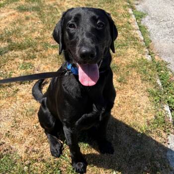 Kreek -  Black Labrador Retriever Dog for Adoption in Hampton Bays, New York - Kreek | PetCurious