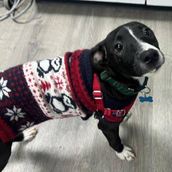 Mixed Breed Dogs Available for Adoption in State College, Pennsylvania - Mokey | PetCurious