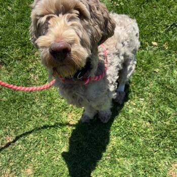 Labrador Retriever and Poodle Dogs Available for Adoption in Goleta, California - Benny | PetCurious