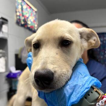 Millie -  Mixed Breed Dog for Adoption in Summerville, South Carolina - Millie | PetCurious