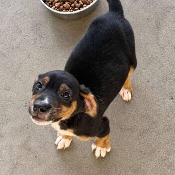 Chocolate Chip -  Mixed Breed Dog for Adoption in Wantagh, New York - Chocolate Chip | PetCurious