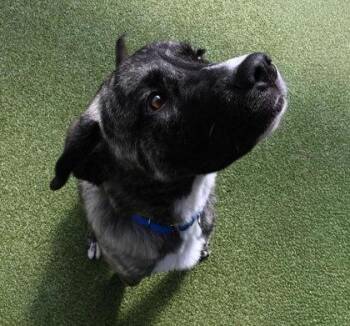 Kai -  Great Pyrenees and Mixed Breed Dog for Adoption in Bellevue, Washington - Kai | PetCurious