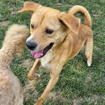 FINLEY -  Golden Retriever Dog for Adoption in Athens, Alabama - FINLEY | PetCurious