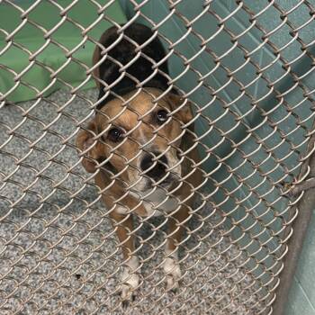 Cassie -  Catahoula Leopard Dog and Mixed Breed Dog Available for Adoption in Port Charlotte, Florida - Cassie | PetCurious