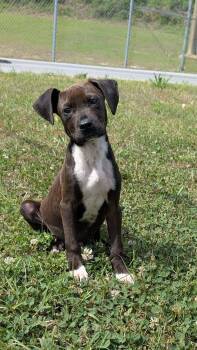 Mixed Breed Dogs Available for Adoption in Marion, Mississippi - Johnson | PetCurious