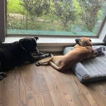 Mixed Breed Dogs Available for Adoption - Sorsha | PetCurious