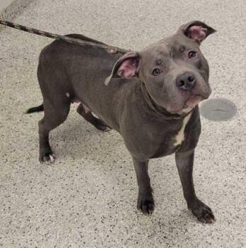 Sessa -  Pit Bull Terrier and Mixed Breed Dog for Adoption in Kansas City, Missouri - Sessa | PetCurious