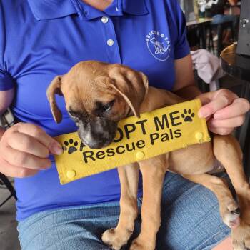 Betsy Ross -  Mixed Breed and Boxer Dog for Adoption in Buford, Georgia - Betsy Ross | PetCurious