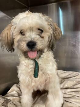 COLE BEASLEY -  Miniature Poodle and Labradoodle Dog for Adoption in Sanford, North Carolina - COLE BEASLEY | PetCurious