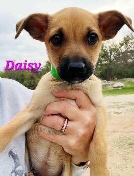 Rhodesian Ridgeback and Black Mouth Cur Dogs Available for Adoption in Norfolk, Massachusetts - Daisy | PetCurious