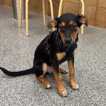 Buddy -  Shepherd and Mixed Breed Dog for Adoption in Las Vegas, Nevada - Buddy | PetCurious