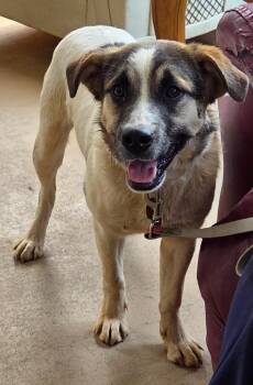 Great Pyrenees Dogs Available for Adoption in Rutherfordton, North Carolina - Ernie | PetCurious