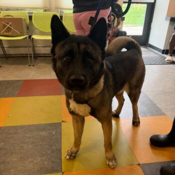 Queen -  Akita Dog for Adoption in Philadelphia, Pennsylvania - Queen | PetCurious