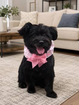 Bella -  Mixed Breed Dog for Adoption in Markham, Ontario - Bella | PetCurious
