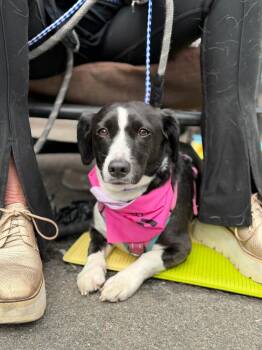Oreo -  English Springer Spaniel Dog for Adoption in Westwood, New Jersey - Oreo | PetCurious