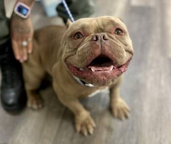 Pit Bull Terrier Dogs Available for Adoption in Victorville, California - Honey | PetCurious