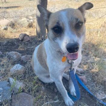 Mixed Breed Dogs Available for Adoption in Prescott, Arizona - Alice | PetCurious