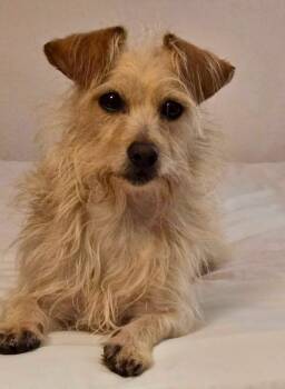 Milo Miller -  Chihuahua and Dachshund Dog for Adoption in Milton, Georgia - Milo Miller | PetCurious
