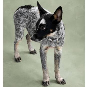 Waylon -  Australian Cattle Dog Blue Heeler Dog for Adoption in Phoenix, Arizona - Waylon | PetCurious