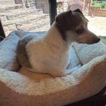 Rescue Chihuahua Dogs for Adoption in Springfield, Missouri - Button | PetCurious