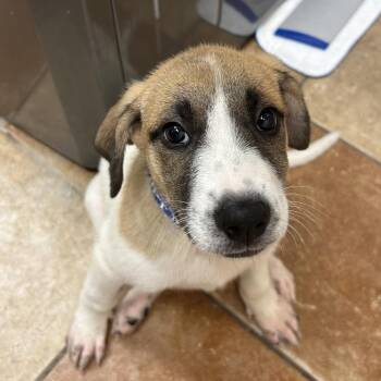 FWT Darla -  Great Pyrenees and Mixed Breed Dog for Adoption in Midland, Texas - FWT Darla | PetCurious