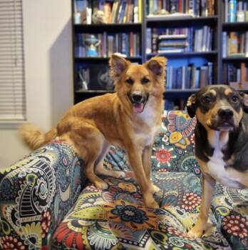 Rescue German Shepherd Dog and Australian Shepherd Dogs for Adoption in Tuscaloosa, Alabama - Wesley | PetCurious