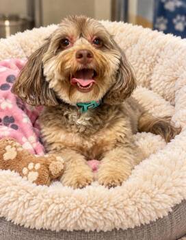 Milly -  Havanese Dog for Adoption in St. Augustine, Florida - Milly | PetCurious