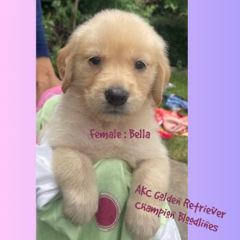 Bella -  Golden Retriever Dog for Sale in Houston, Texas - Bella | PetCurious