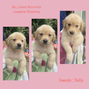 Bella -  Golden Retriever Dog for Sale in Houston, Texas - Bella | PetCurious